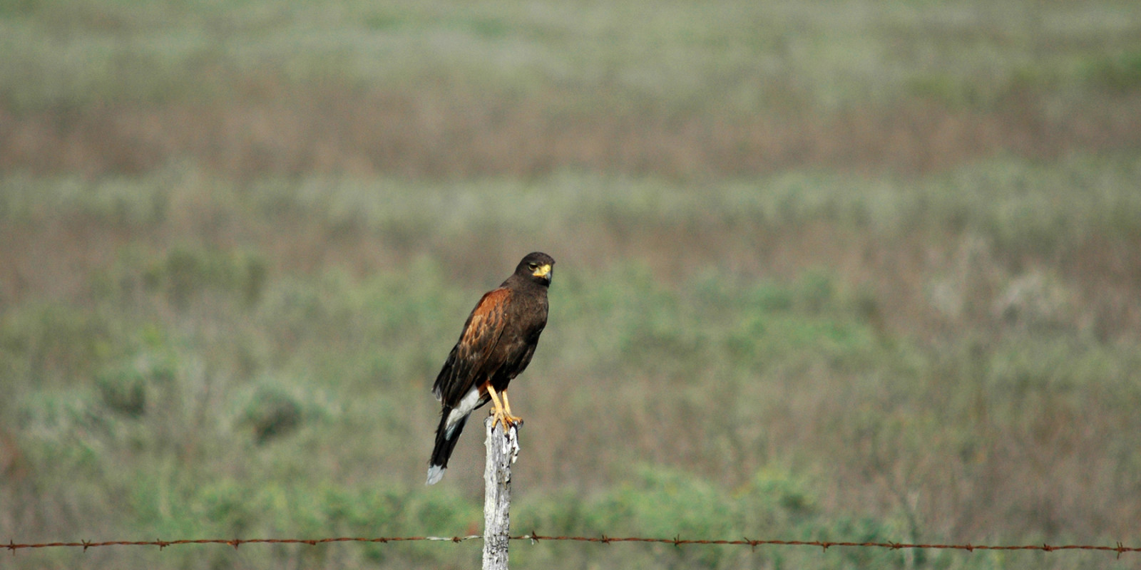 image Harris's Hawk
